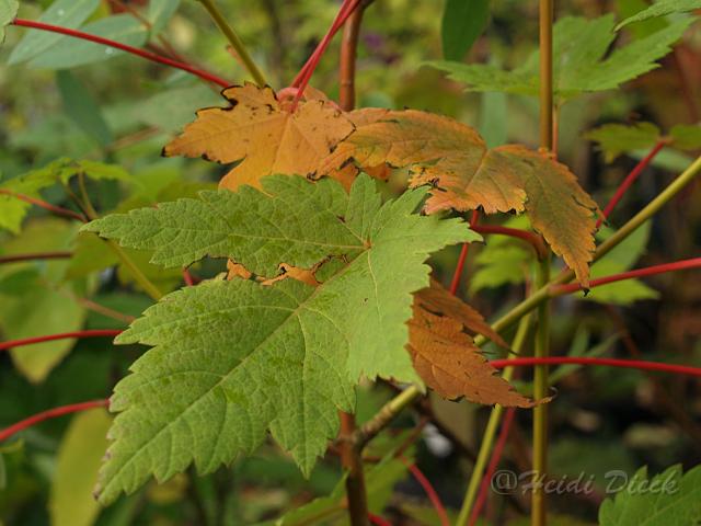 Acer barbinerve.jpg - Acer barbinerve